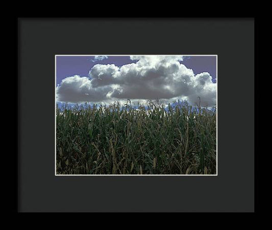 Illinois Corn - Framed Print