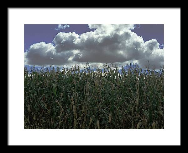 Illinois Corn - Framed Print