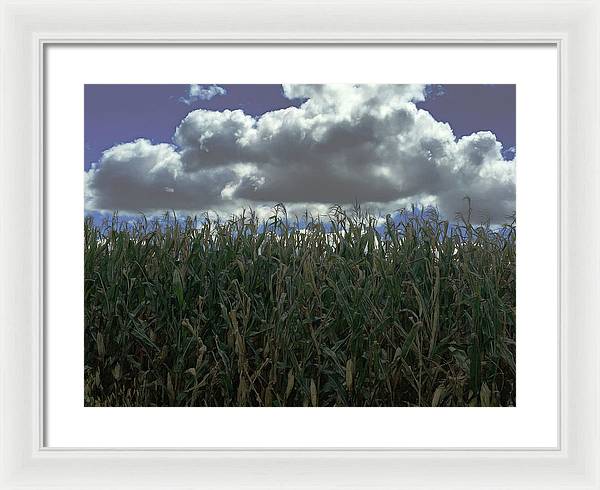 Illinois Corn - Framed Print