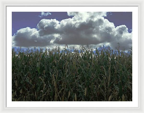 Illinois Corn - Framed Print