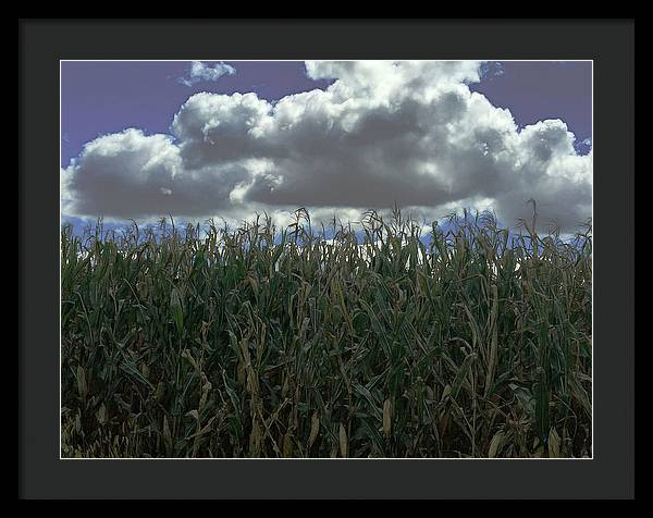 Illinois Corn - Framed Print