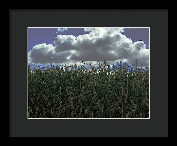 Illinois Corn - Framed Print