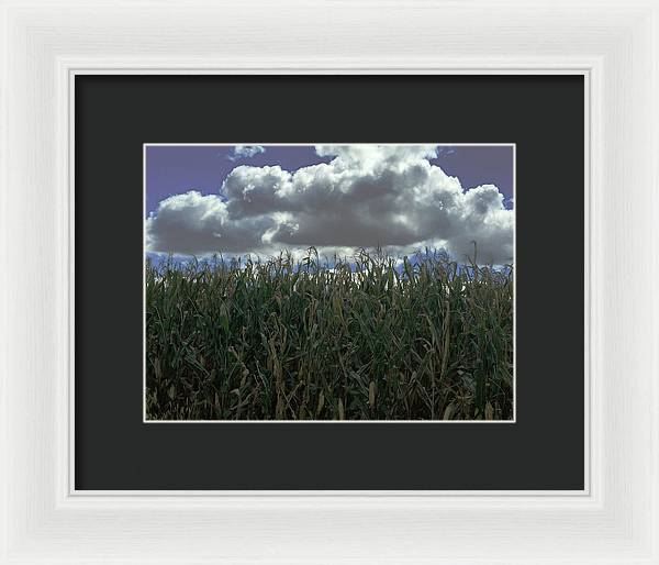 Illinois Corn - Framed Print