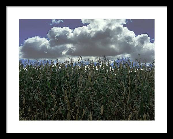 Illinois Corn - Framed Print