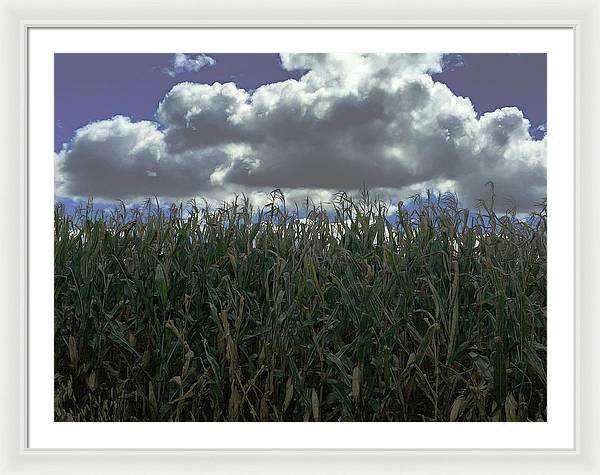 Illinois Corn - Framed Print
