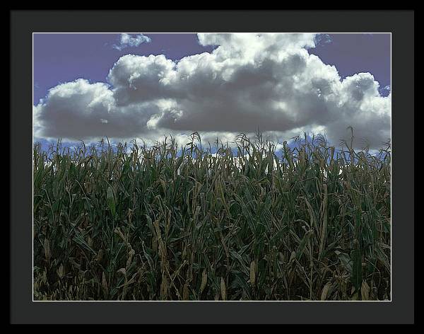 Illinois Corn - Framed Print