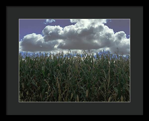 Illinois Corn - Framed Print