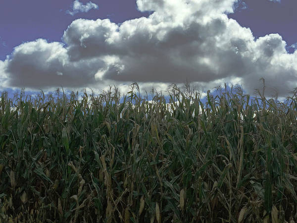 Illinois Corn - Art Print