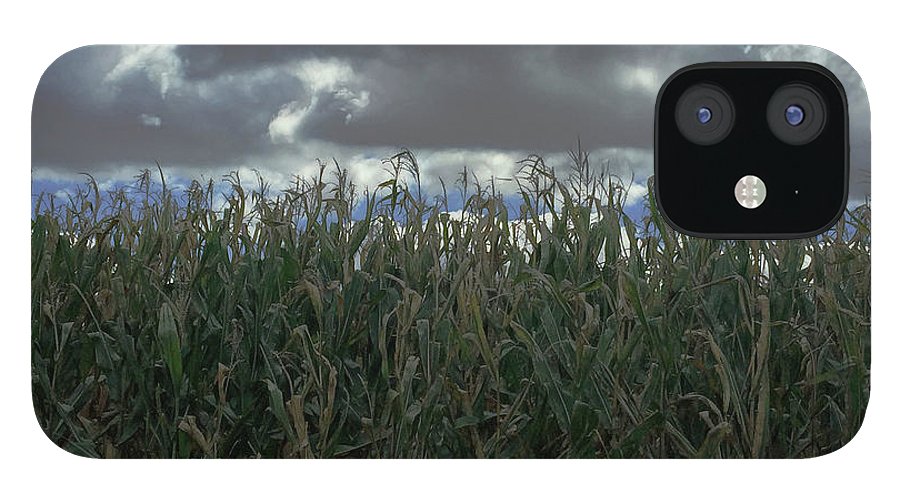 Illinois Corn - Phone Case