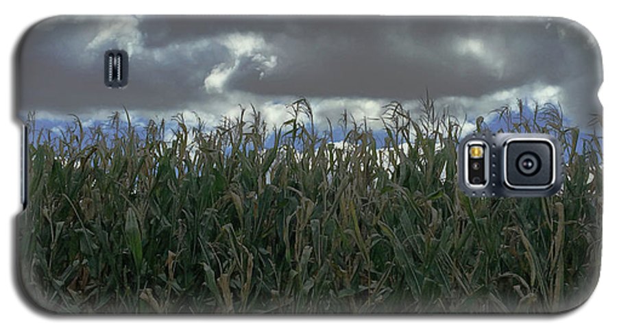 Illinois Corn - Phone Case