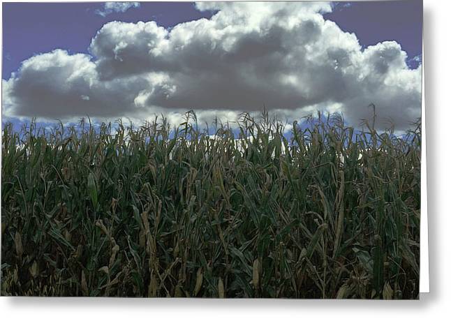 Illinois Corn - Greeting Card