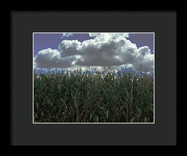 Illinois Corn - Framed Print