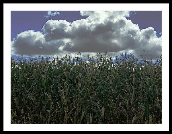 Illinois Corn - Framed Print