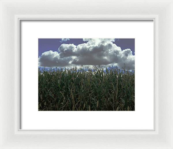Illinois Corn - Framed Print