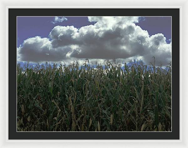 Illinois Corn - Framed Print