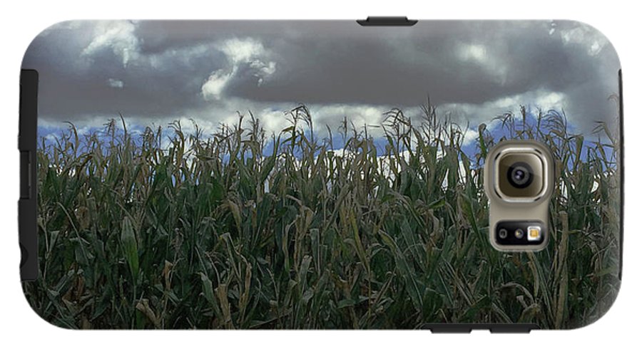 Illinois Corn - Phone Case