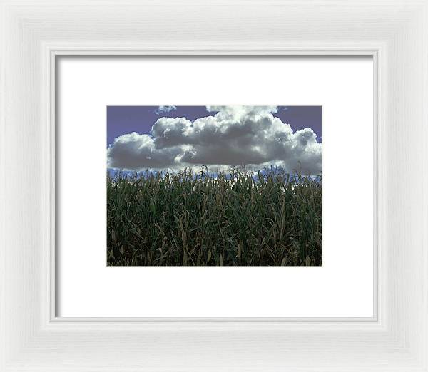 Illinois Corn - Framed Print