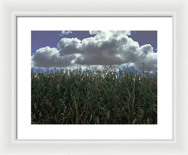 Illinois Corn - Framed Print
