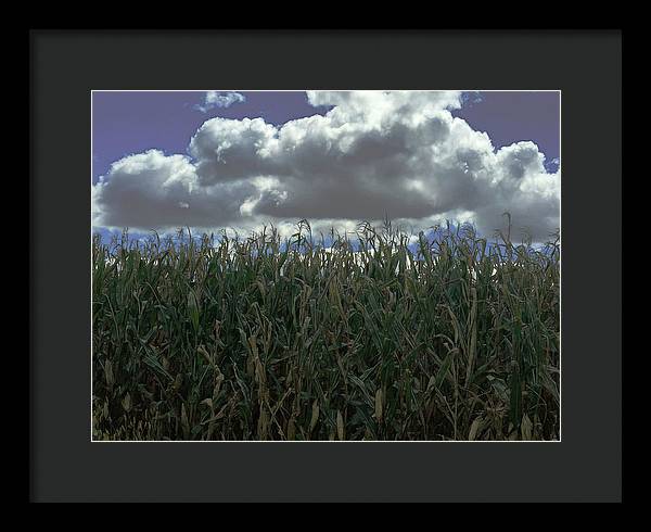 Illinois Corn - Framed Print