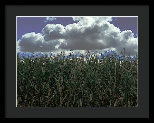 Illinois Corn - Framed Print