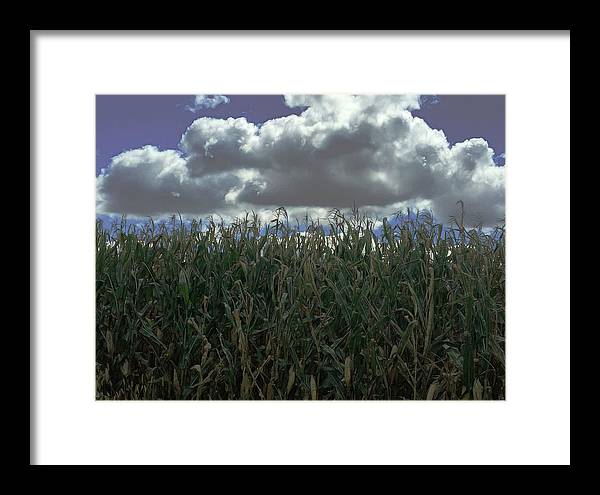 Illinois Corn - Framed Print