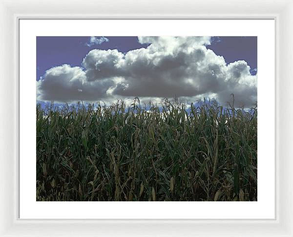 Illinois Corn - Framed Print
