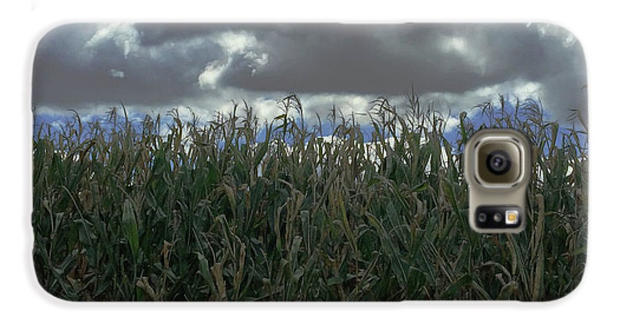 Illinois Corn - Phone Case