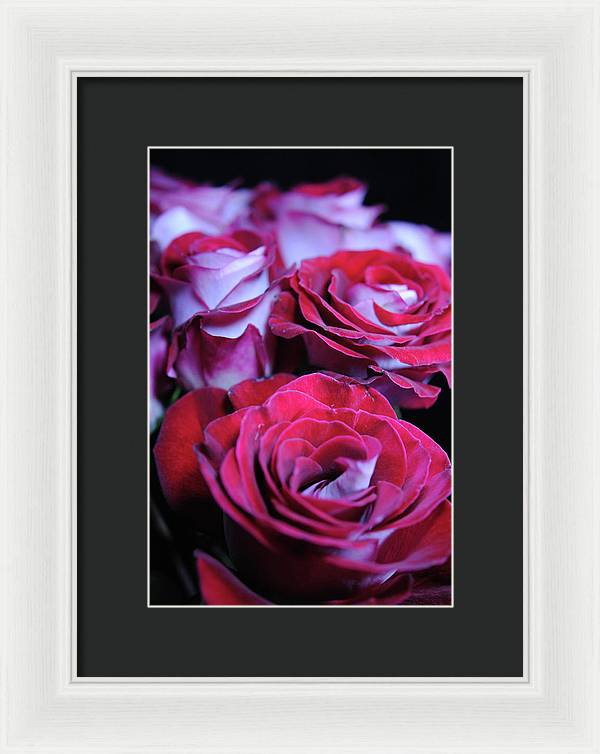 Latin Dancer Rose Group - Framed Print