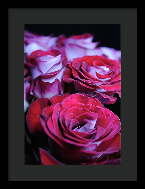 Latin Dancer Rose Group - Framed Print