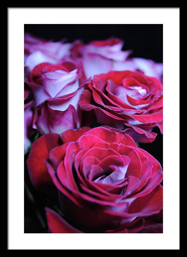 Latin Dancer Rose Group - Framed Print