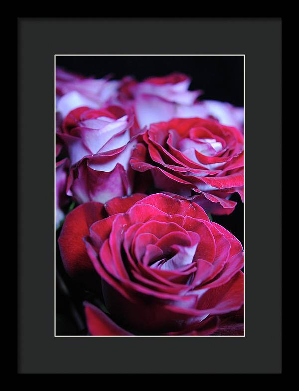 Latin Dancer Rose Group - Framed Print