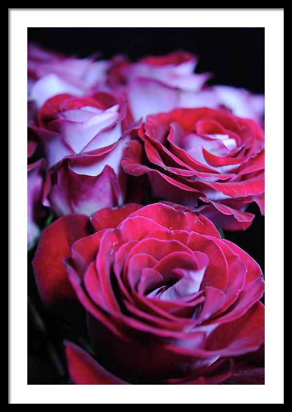 Latin Dancer Rose Group - Framed Print