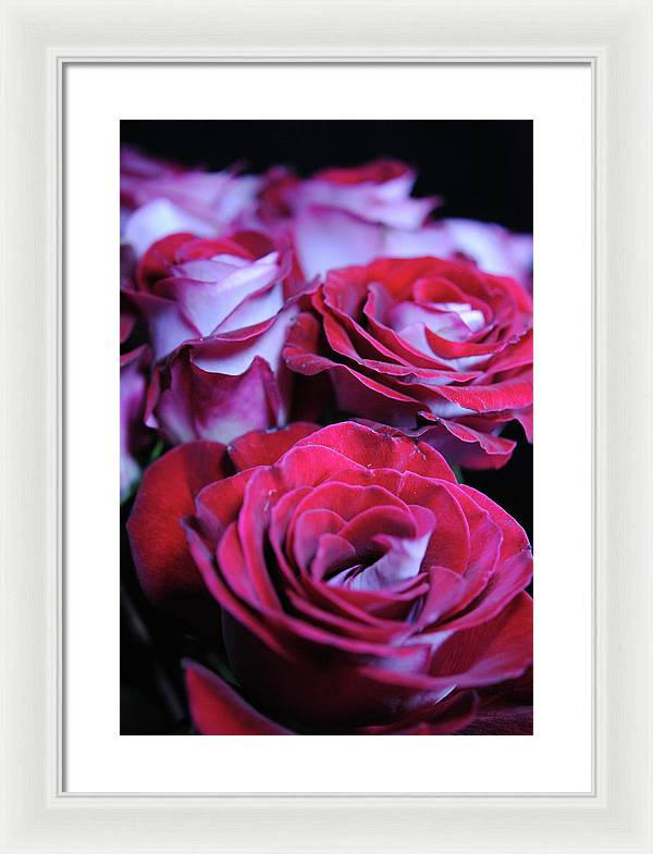 Latin Dancer Rose Group - Framed Print