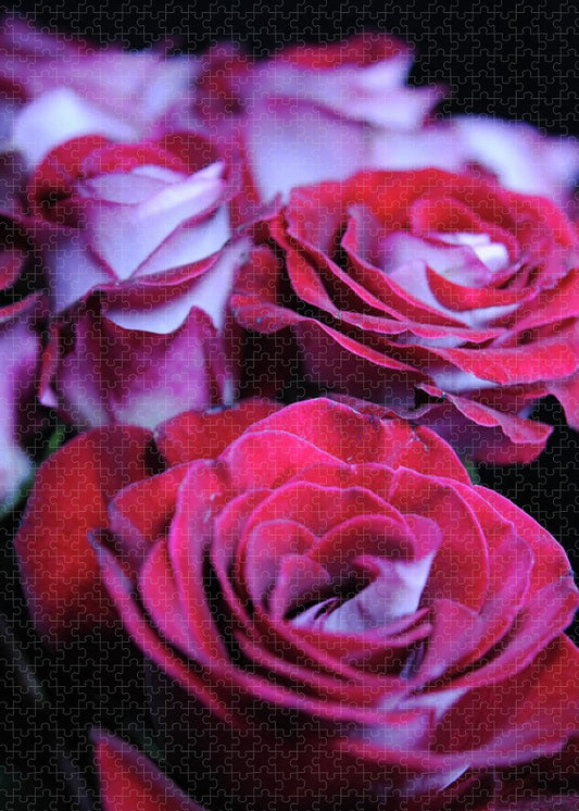 Latin Dancer Rose Group - Puzzle