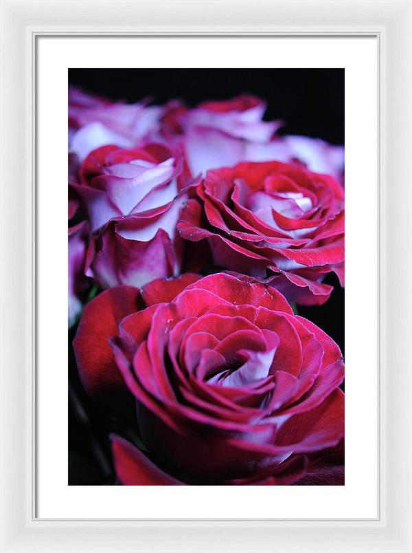 Latin Dancer Rose Group - Framed Print