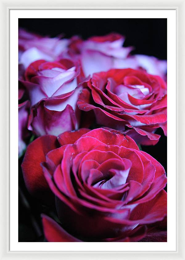 Latin Dancer Rose Group - Framed Print