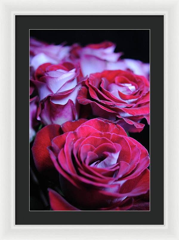 Latin Dancer Rose Group - Framed Print