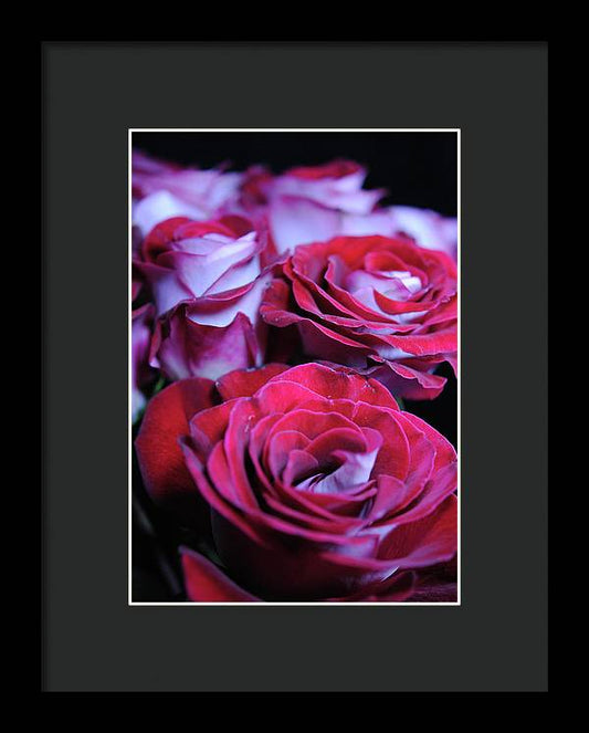 Latin Dancer Rose Group - Framed Print