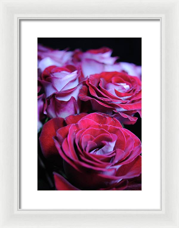 Latin Dancer Rose Group - Framed Print