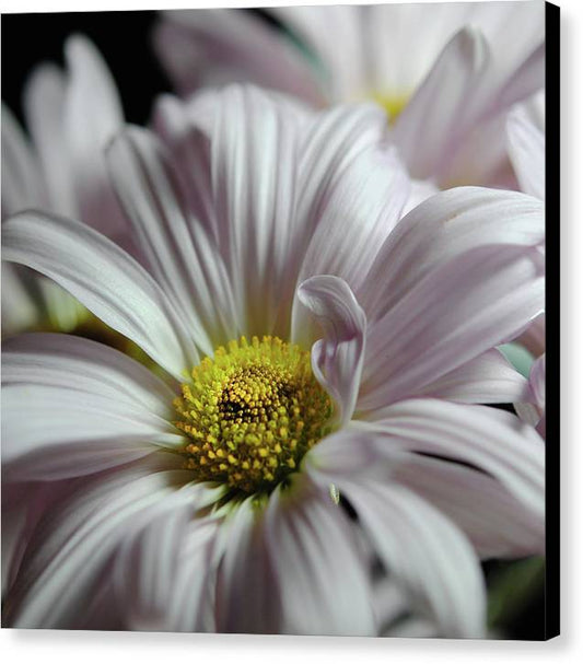 Light Lavender Daisies - Canvas Print