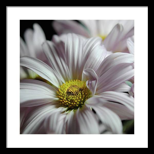 Light Lavender Daisies - Framed Print