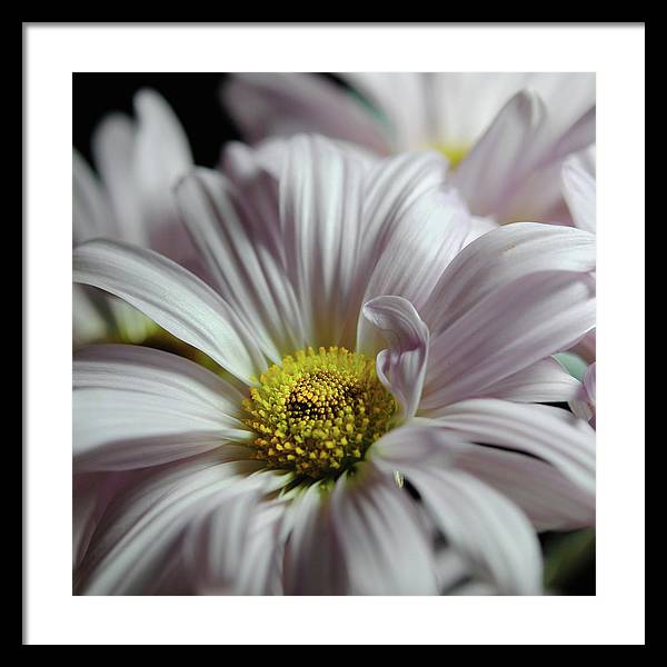 Light Lavender Daisies - Framed Print