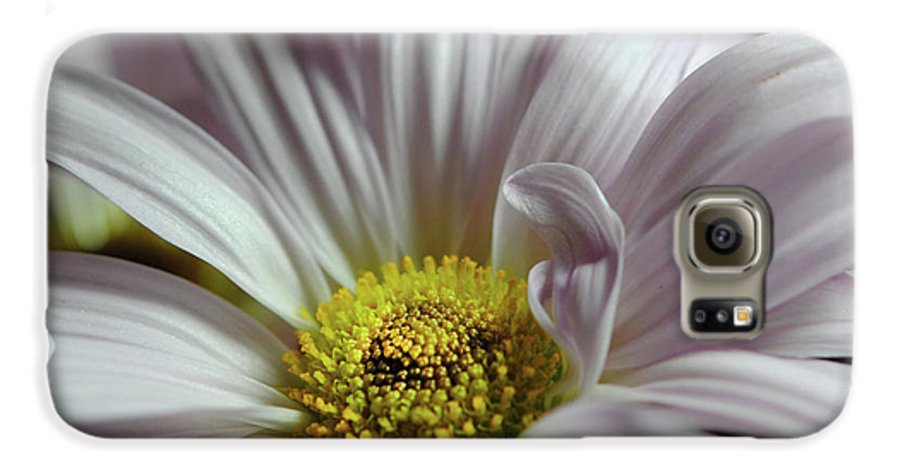 Light Lavender Daisies - Phone Case