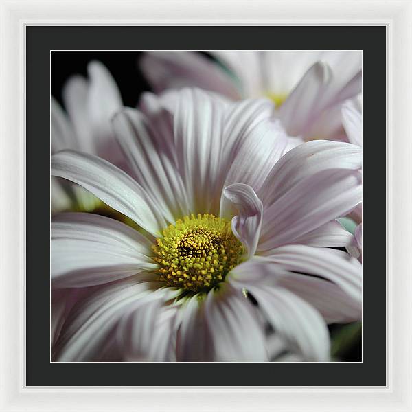 Light Lavender Daisies - Framed Print