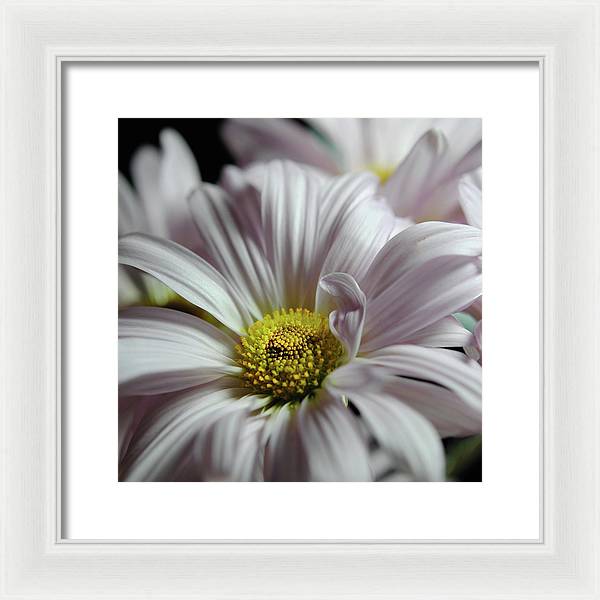 Light Lavender Daisies - Framed Print