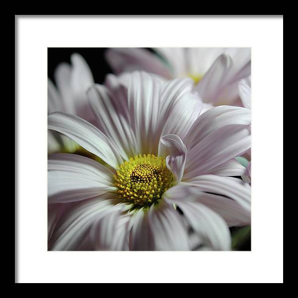 Light Lavender Daisies - Framed Print