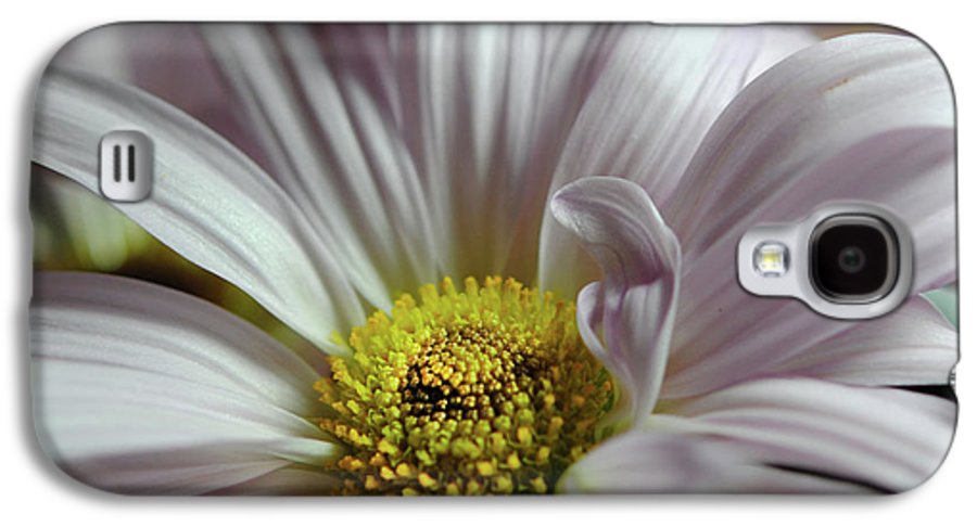 Light Lavender Daisies - Phone Case