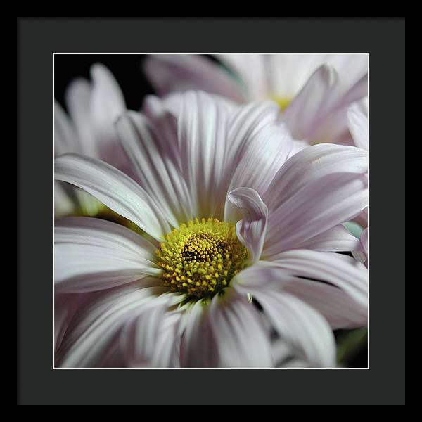 Light Lavender Daisies - Framed Print