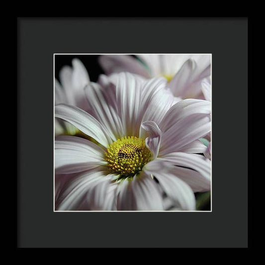 Light Lavender Daisies - Framed Print