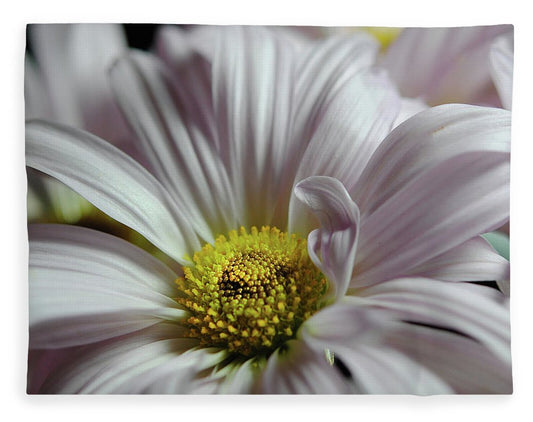 Light Lavender Daisies - Blanket